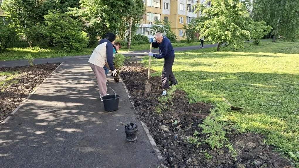 В Курске высадили более 20 деревьев на месте незаконной торговли