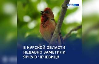 Орнитологи заметили в Курской области птицу чечевицу