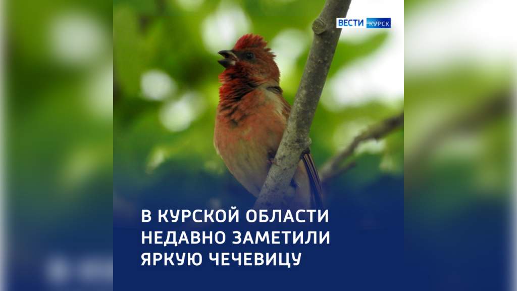 Орнитологи заметили в Курской области птицу чечевицу