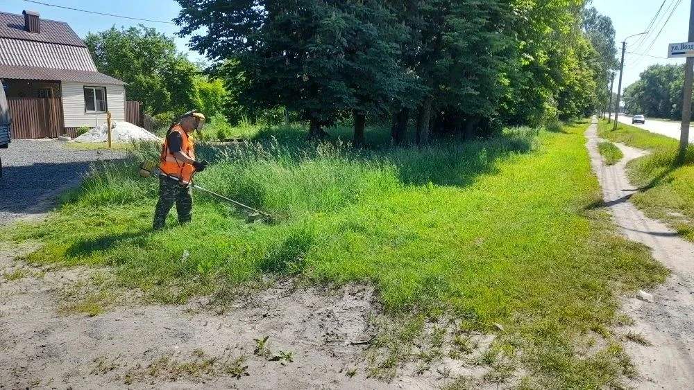 В Курске после жалоб ускорят покос травы