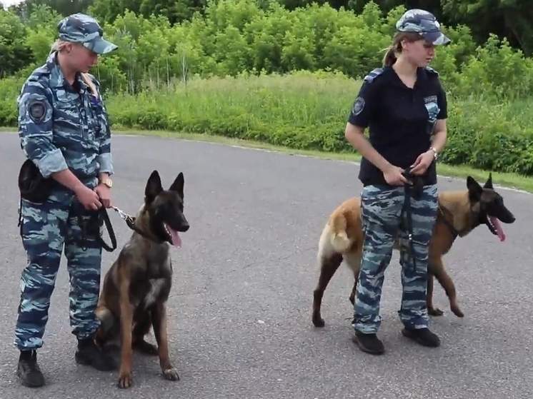 Курская полиция вывела на первое дежурство годовалых бельгийских овчарок