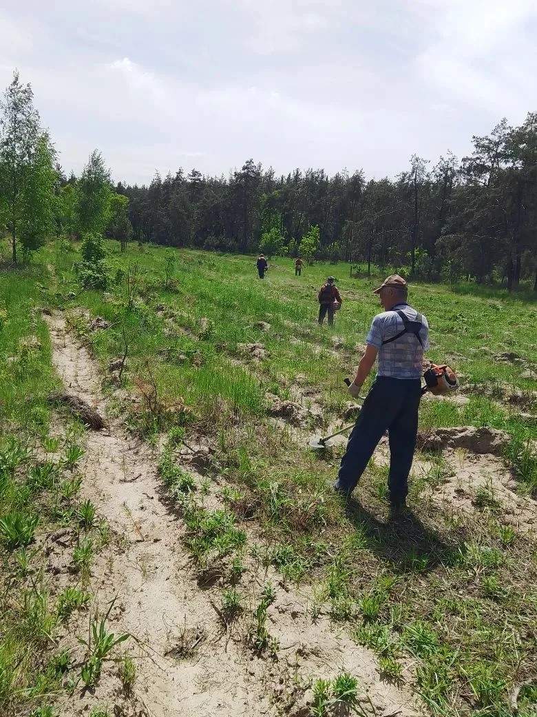 В Курской области 115 гектаров лесных культур оценили на тройку