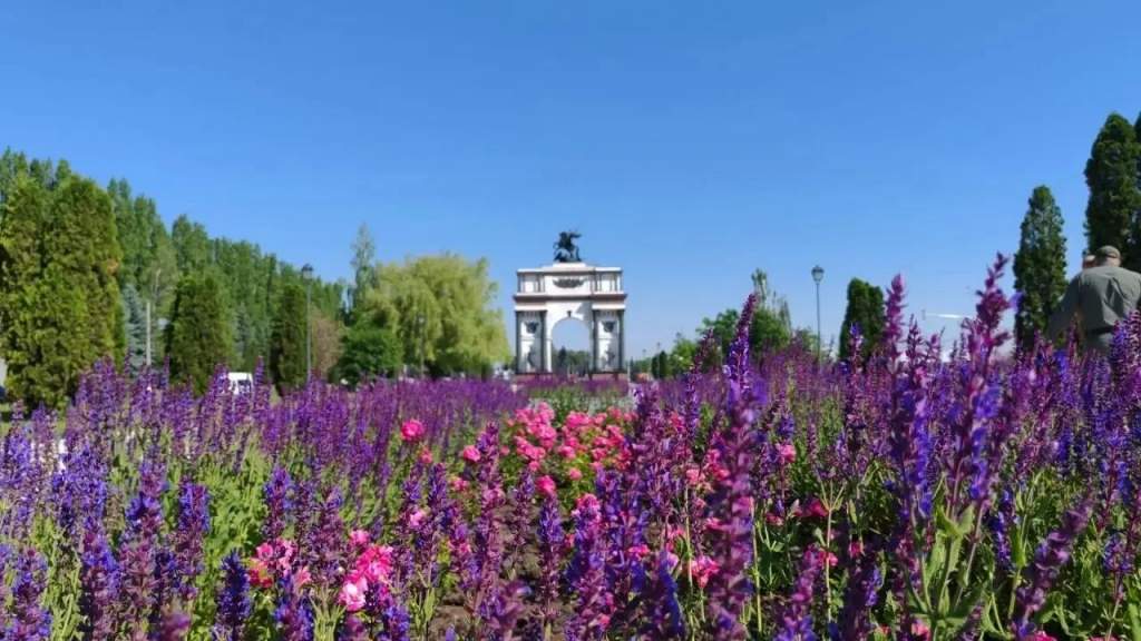 В курском парке «Патриот» высадили 450 роз и 90 саженцев сирени