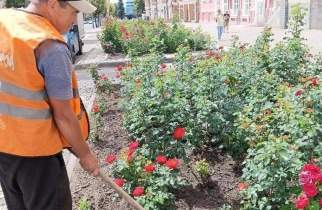 В парках Курска привели в порядок розы и самшиты