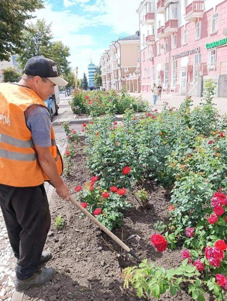 В парках Курска привели в порядок розы и самшиты