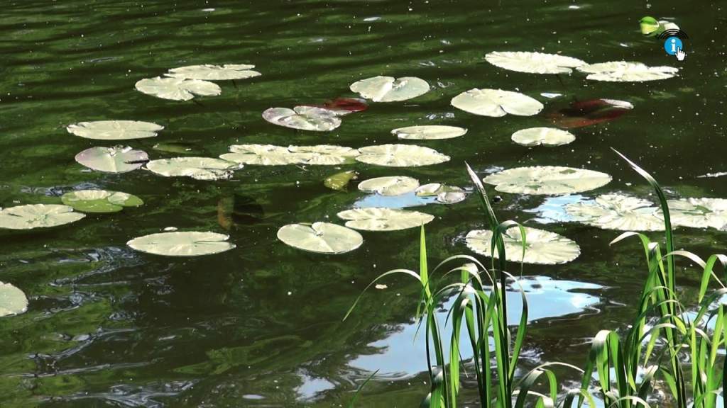 На пляжах Курской области взяли 268 проб воды и 208 проб песка