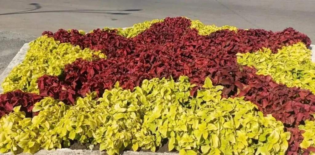 В Курске из-за жары подрядчики усиленно поливают городские клумбы