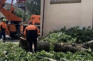 В Курске в непогоду 16 упавших деревьев повредили машины, провода и забор