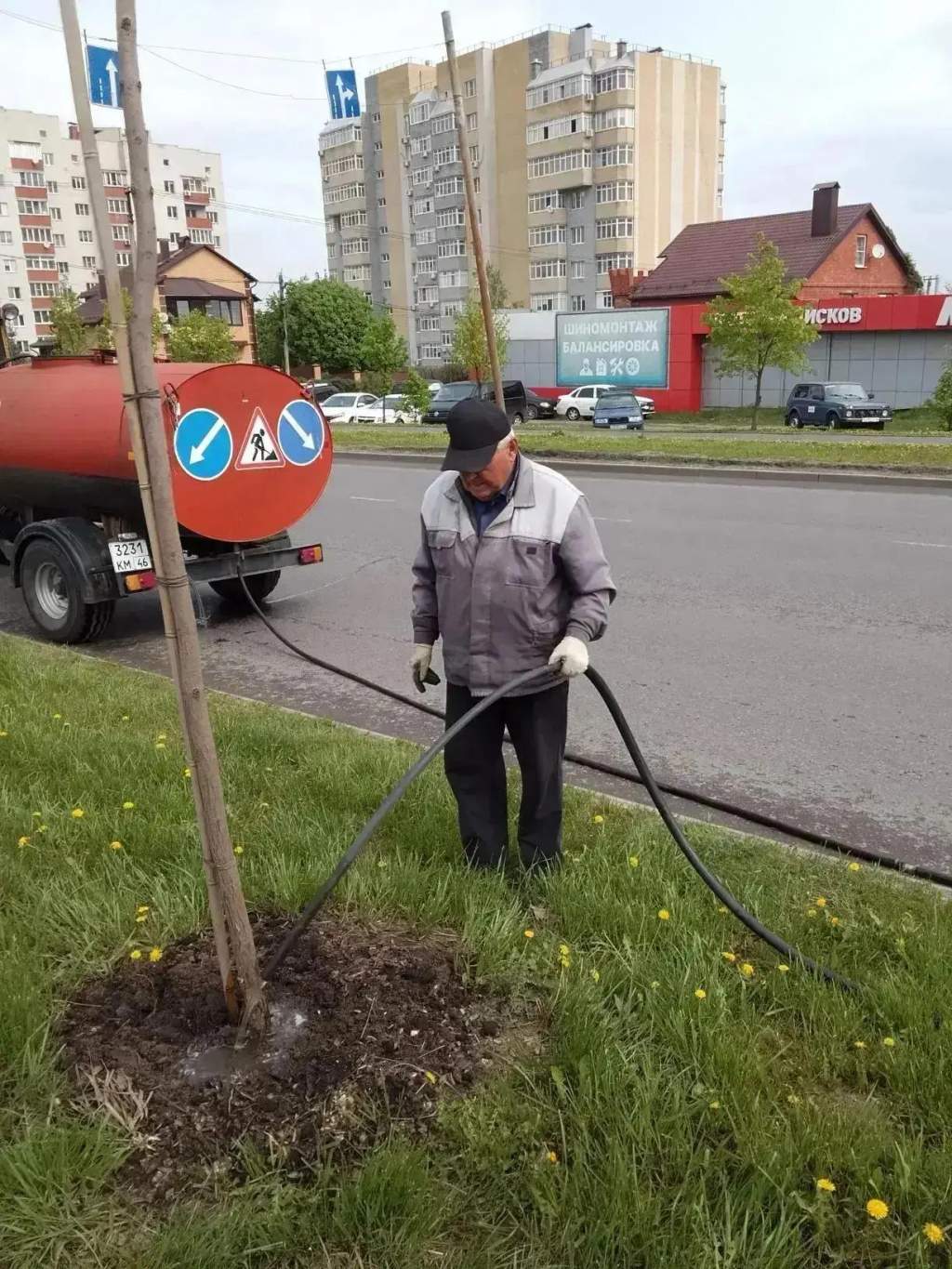 В Курске ответили на жалобы о засыхающих деревьях