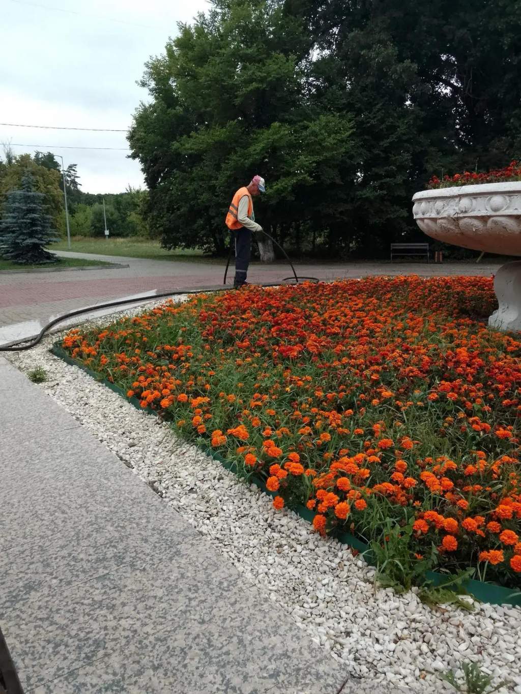 В Курске высадили 81 куст роз и усилили полив клумб из-за жары