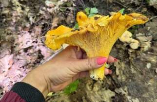 Куряне находят в лесах грибы-гиганты и желтые ежовики