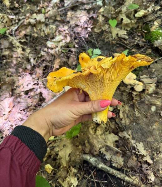 Куряне находят в лесах грибы-гиганты и желтые ежовики