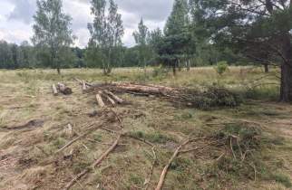 В Курской области проверили качество ухода за лесами