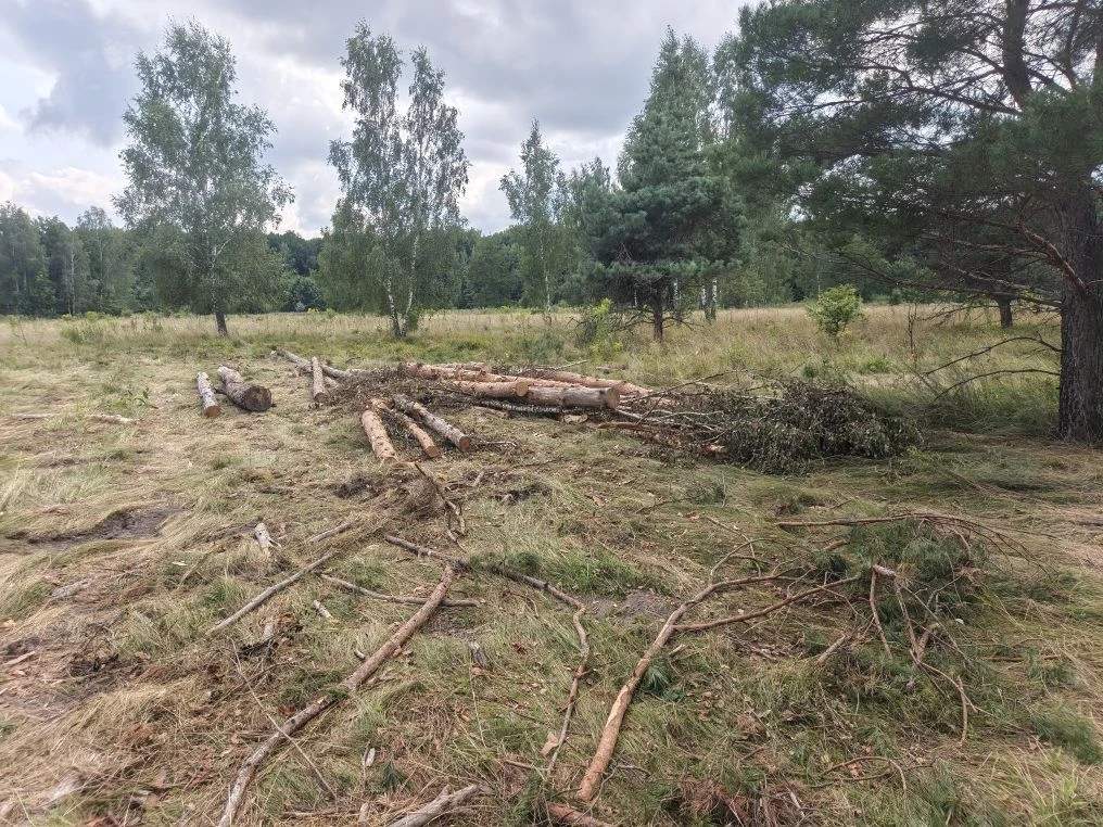 В Курской области проверили качество ухода за лесами