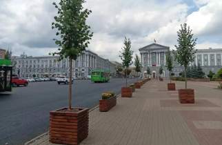 Осенью в центре Курска липы из кашпо пересадят в грунт