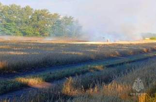 В Поныровском районе Курской области огонь уничтожил 80 га ячменя