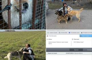"Право Жить": Курск может остаться без отлова бродячих собак
