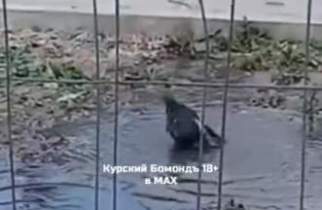 Маслов: "Мовиста" виновата в аварии на канализации в Курске