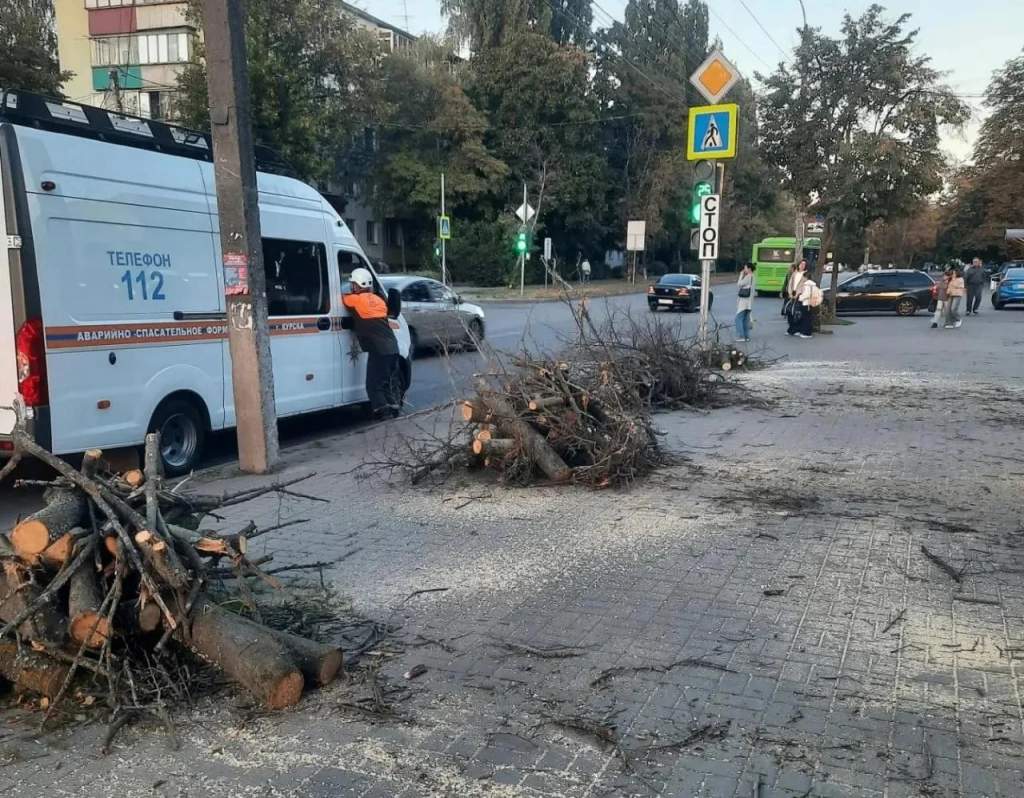 В Курске за неделю снесли 24 аварийных дерева