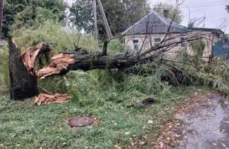 В Курске из-за непогоды упало уже 12 деревьев, есть перебои со светом