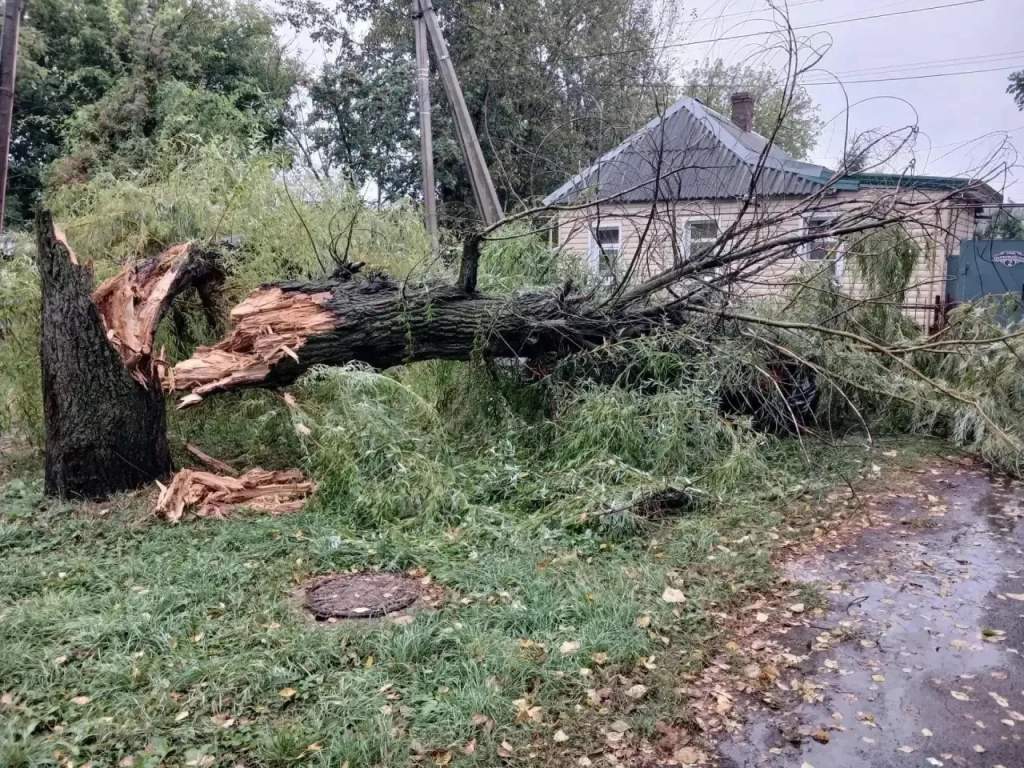 В Курске из-за непогоды упало уже 12 деревьев, есть перебои со светом