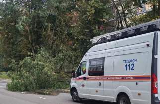 В Курске из-за непогоды упали 12 деревьев