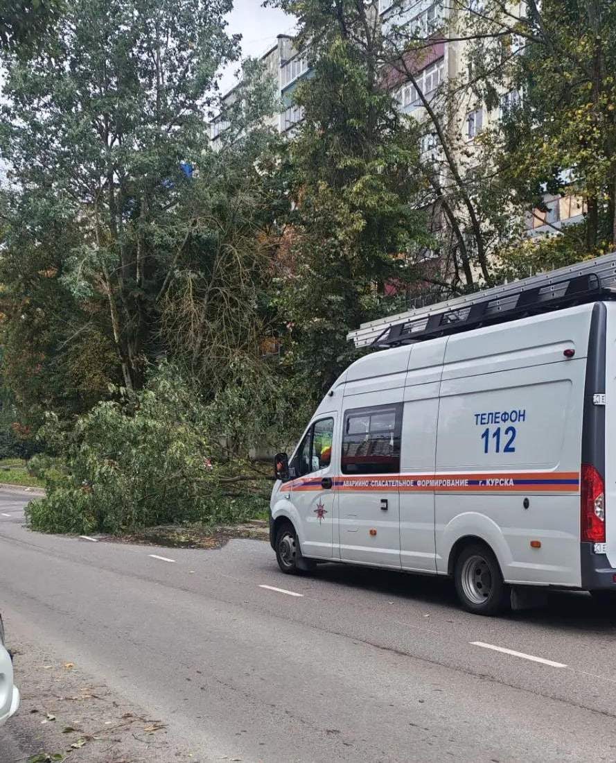 В Курске из-за непогоды упали 12 деревьев