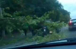 В Курске из-за сильного ветра дерево рухнуло на автомобиль