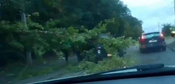 В Курске из-за сильного ветра дерево рухнуло на автомобиль