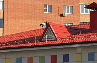 В Курской области горожане с мэром спасали аиста, который улетел