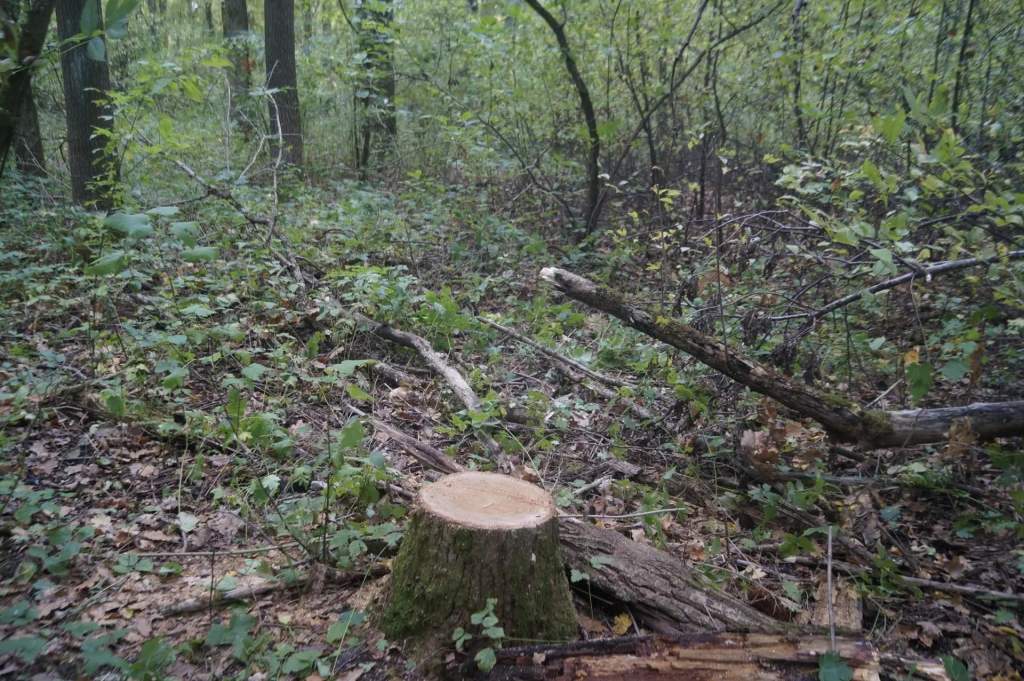 В Курской области задержали рубщиков дубов князя Барятинского
