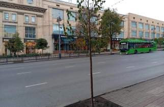 В центре Курска высадили еще 18 молодых лип