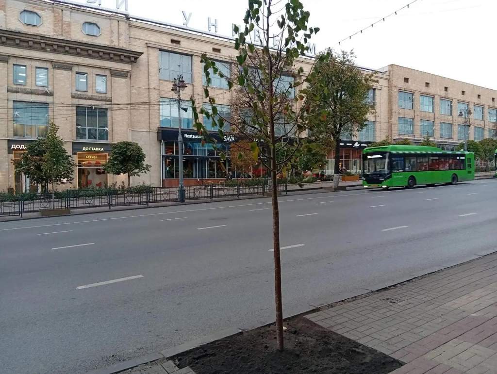 В центре Курска высадили еще 18 молодых лип