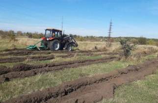 В субботу в Курске высадят 8 тысяч дубов