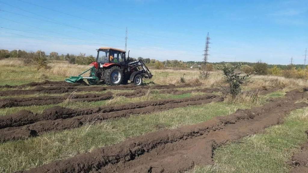 В субботу в Курске высадят 8 тысяч дубов