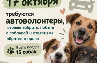 В Курске 15 собак из приюта «Право жить» будут искать хозяев 17 октября