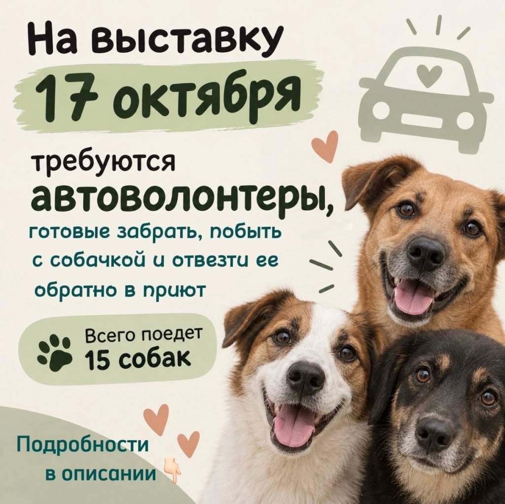 В Курске 15 собак из приюта «Право жить» будут искать хозяев 17 октября