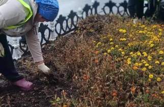 В Курске начали подготовку клумб к зиме