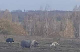 В Курской области на ферме выявили угрозу распространения африканской чумы свиней